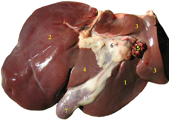 Akciğer Karaciğer