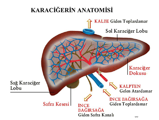 Karaciğer Anatomisi