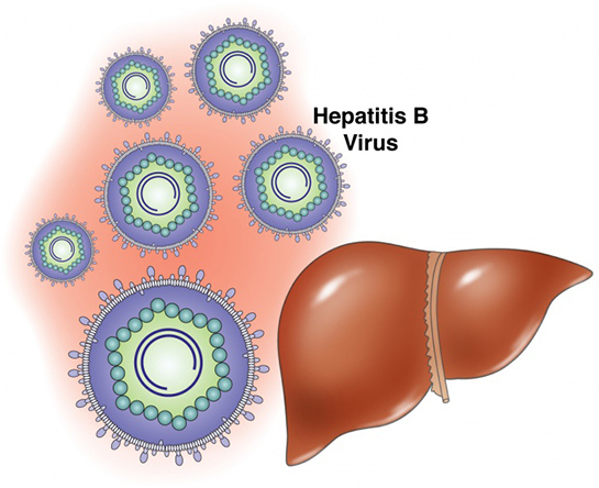Karaciğer Hepatit B