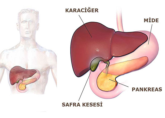 Karacier Safra Kesesi