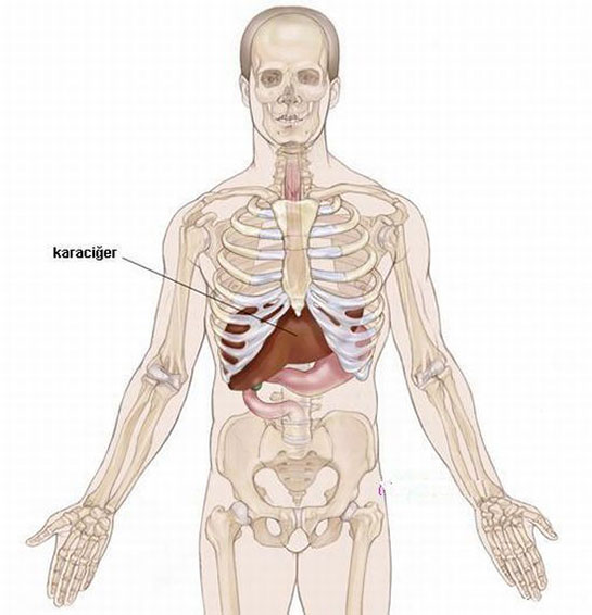 Karacierin Grevi Nedir