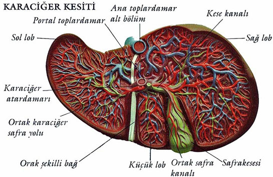 Karaciğerin Yapısı