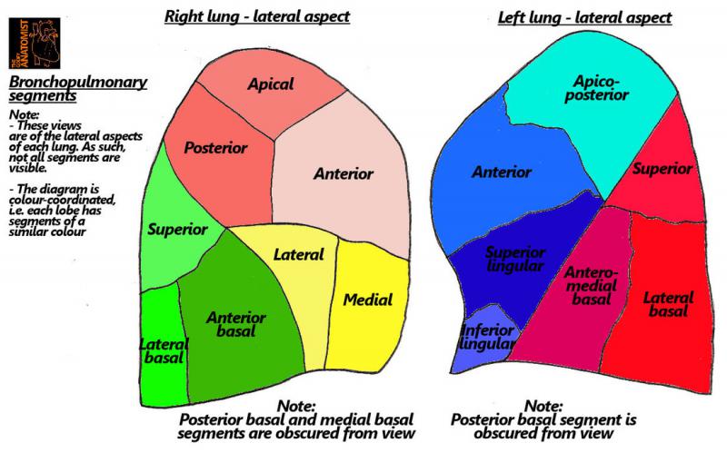 Lateral Segment